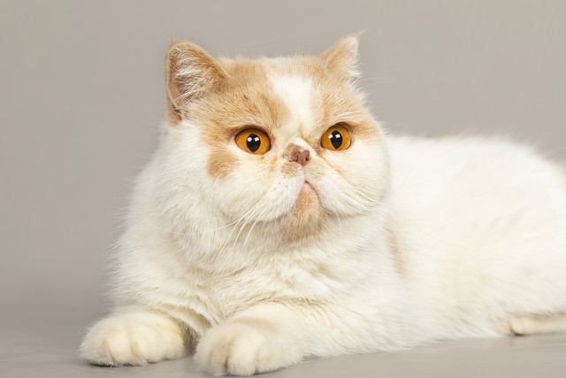 十大适合家养猫咪优缺点,最适合养的十大猫咪