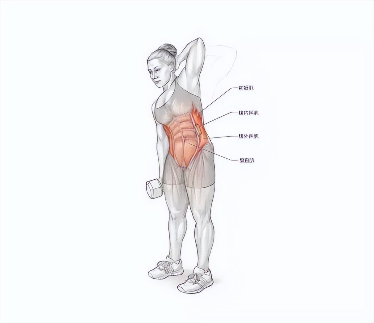 一天就能练出腹肌马甲线的动作,腹肌马甲线练习最佳时间与动作