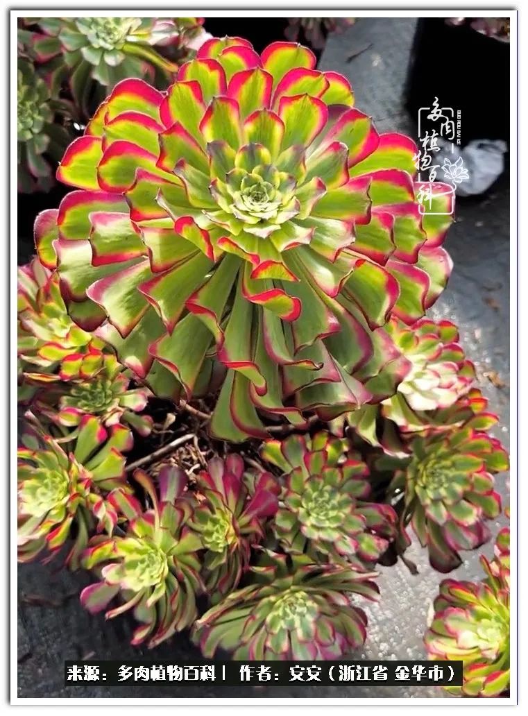 多肉法师花卉品种大全,多肉法师为什么叫法师