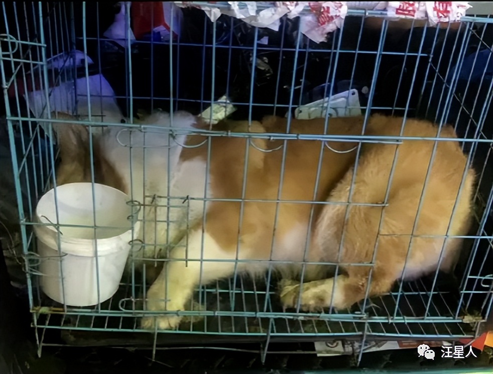 宠物托运出意外谁负责,宠物托运出问题是谁的责任