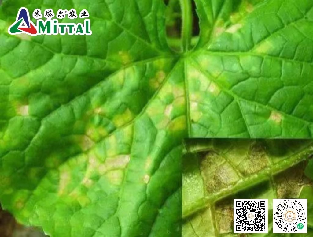 细菌病害与真菌病害怎么用药,怎么区分真菌细菌病毒