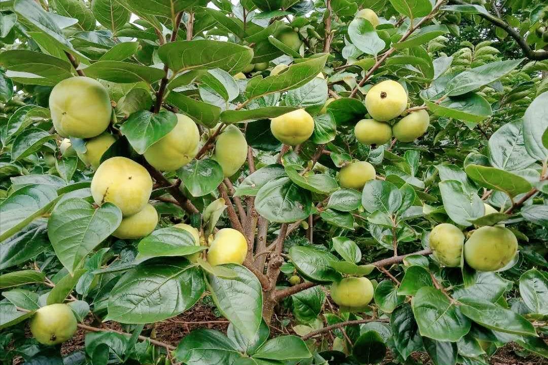 日本“地狱级难度”水果，我国用了17年没能摆平，太秋柿有多难种