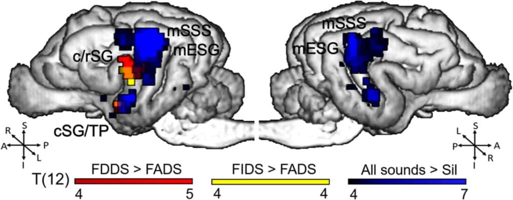 科学家与狗,科学家与动物对话