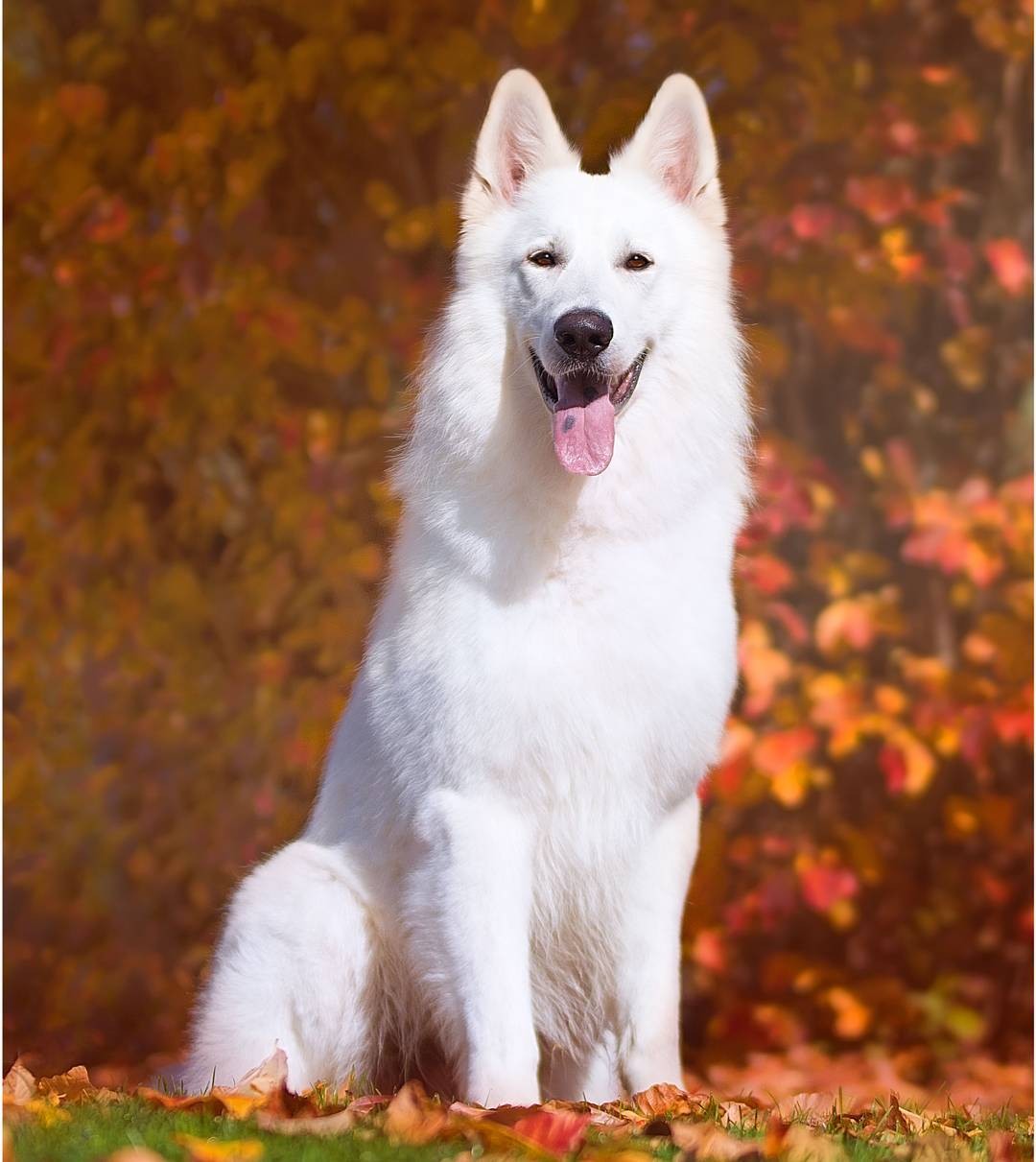 那些聪明又可爱的小狗,盘点那些可爱的小狗狗