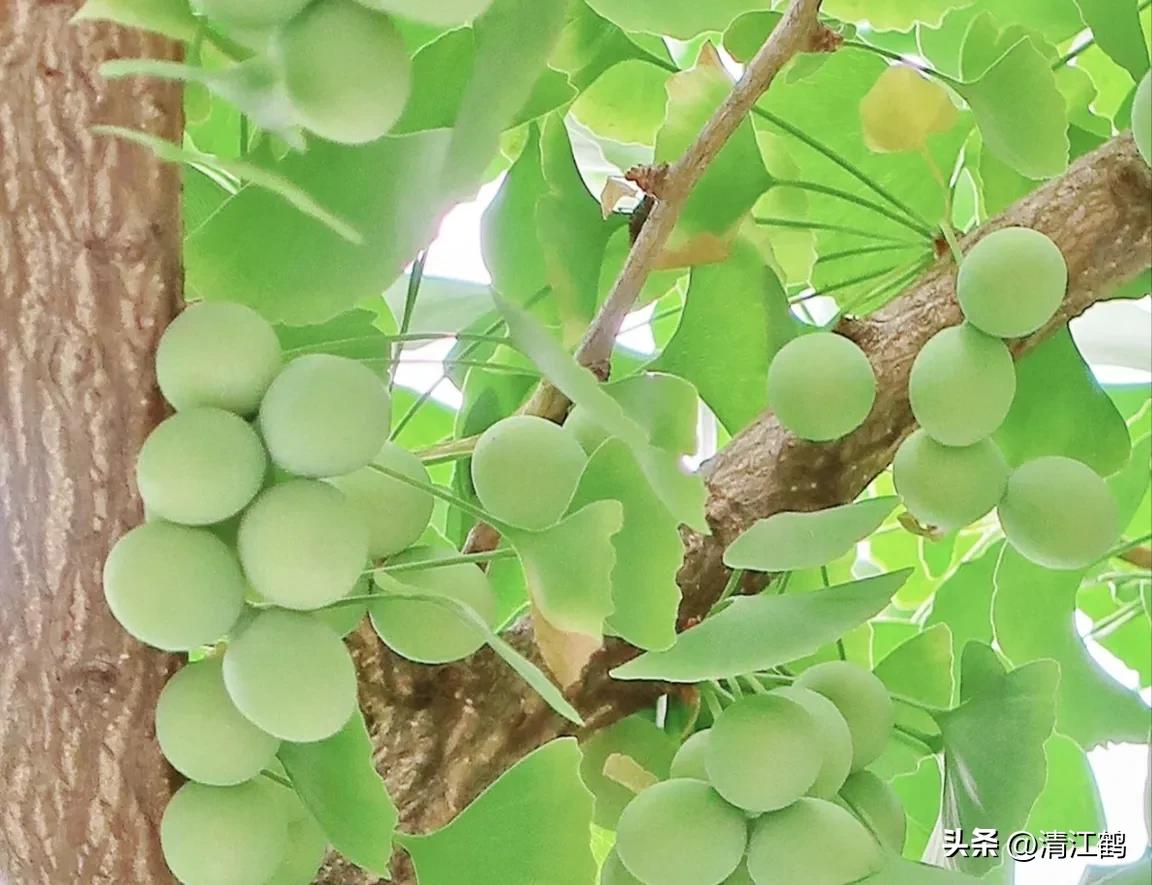 鸭掌木病害图谱及防治,鸭脚木的病害和治疗方法