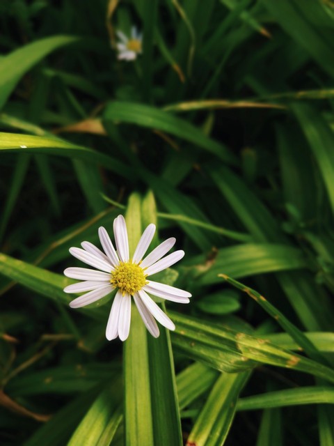 55岁单身大叔,五十五岁的单身大叔