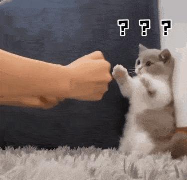 最好看最听话的猫是什么猫,最受欢迎的6种猫你家猫上榜了吗