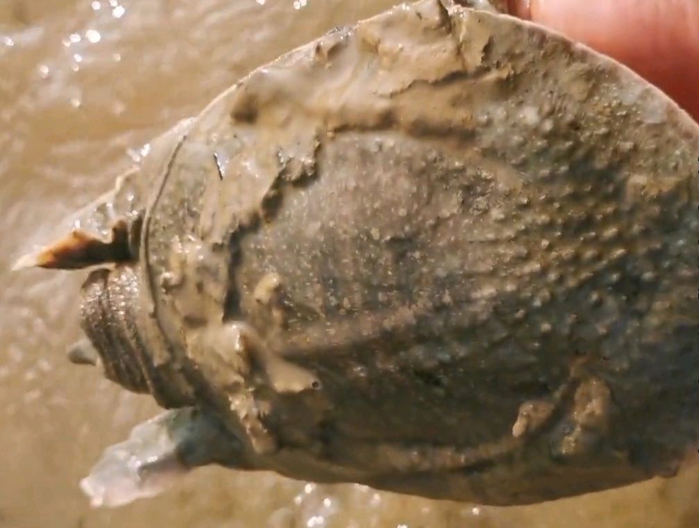 郑州黄河边捉老鳖,山东河南交界处黄河老鳖