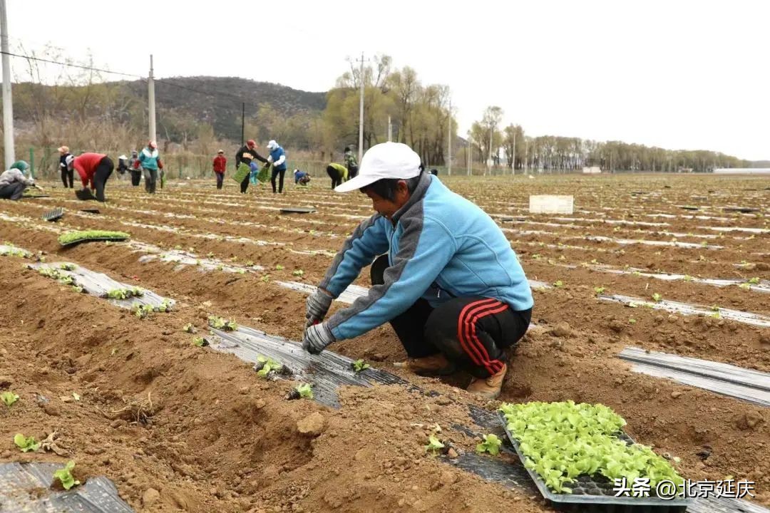 种下致富“小生菜”延庆永宁抢抓农时春耕忙