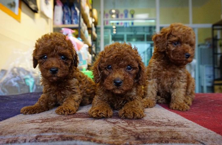 同一窝泰迪,同一窝小泰迪怎么挑选