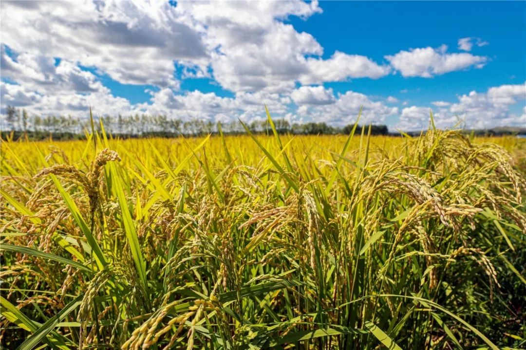 老汉被骂三年回家捡羊粪,老汉被骂流浪三年用羊粪月入百万