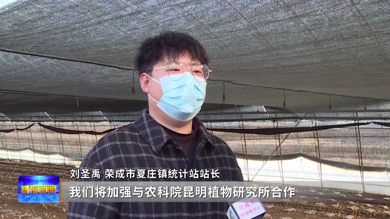 产值超4000万元羊肚菌撑开致富伞,广西三江羊肚菌撑开致富伞