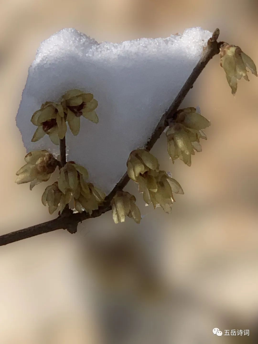 ［新声逸韵］优秀作品合集第19期（总0365）