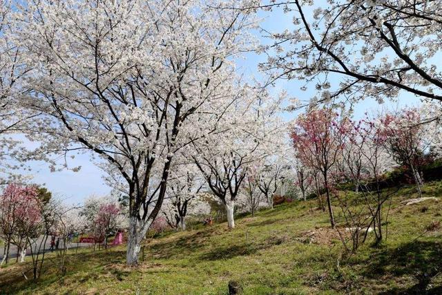 无叶开花的植物有哪些,有花无叶的植物