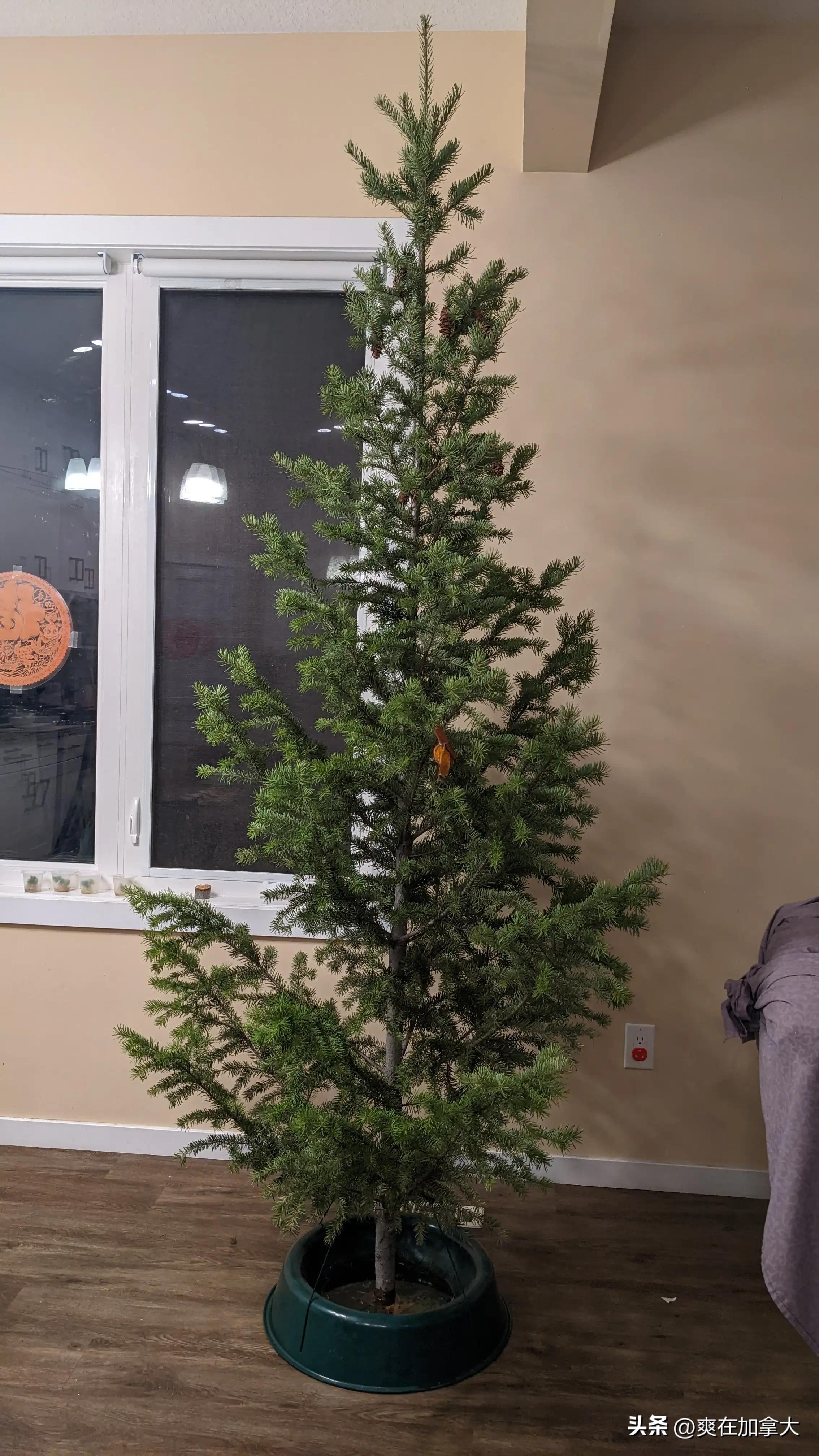 加拿大圣诞树多少钱一棵,国外如何用真树做圣诞树
