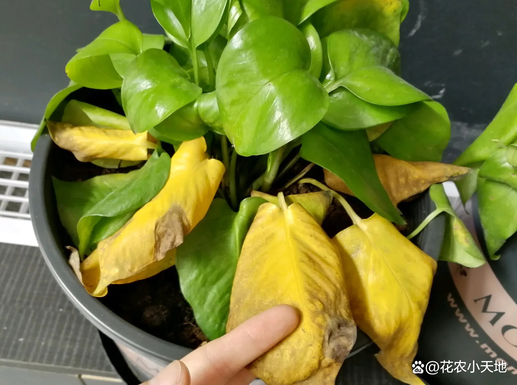 绿萝叶子发黄是什么原因怎么办,绿萝专用营养液防止叶黄枯萎