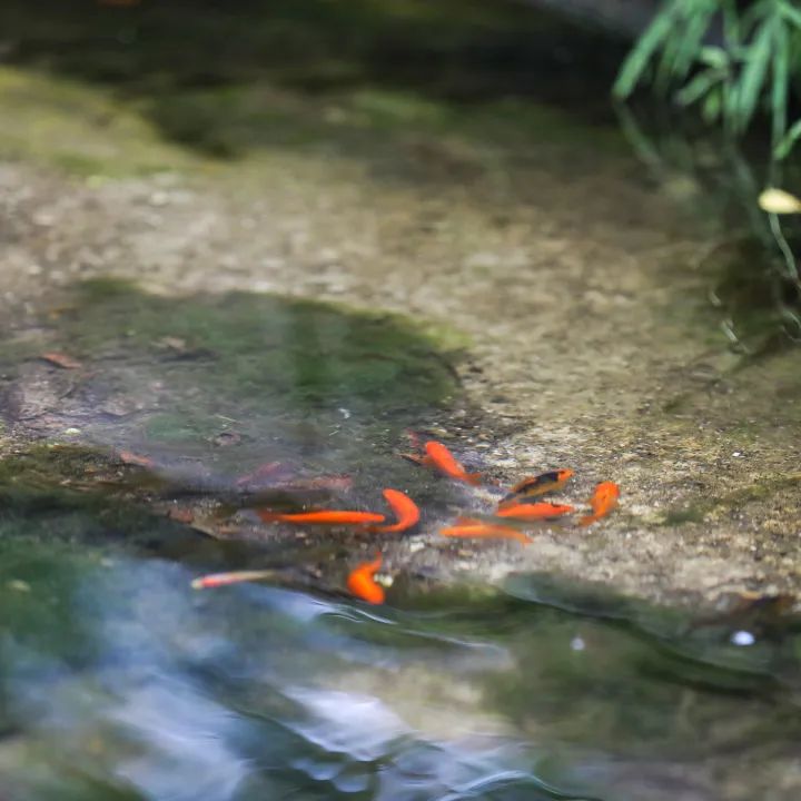 荷你有约周末去武隆逛荷花节可好,今夏荷你有约新余已开启赏荷模式