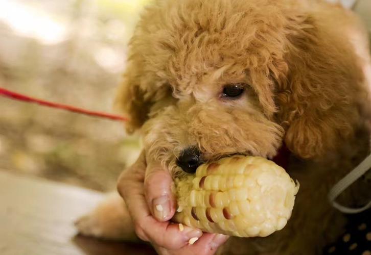 泰迪喜欢干的事,泰迪喜欢主人经常会有这些表现