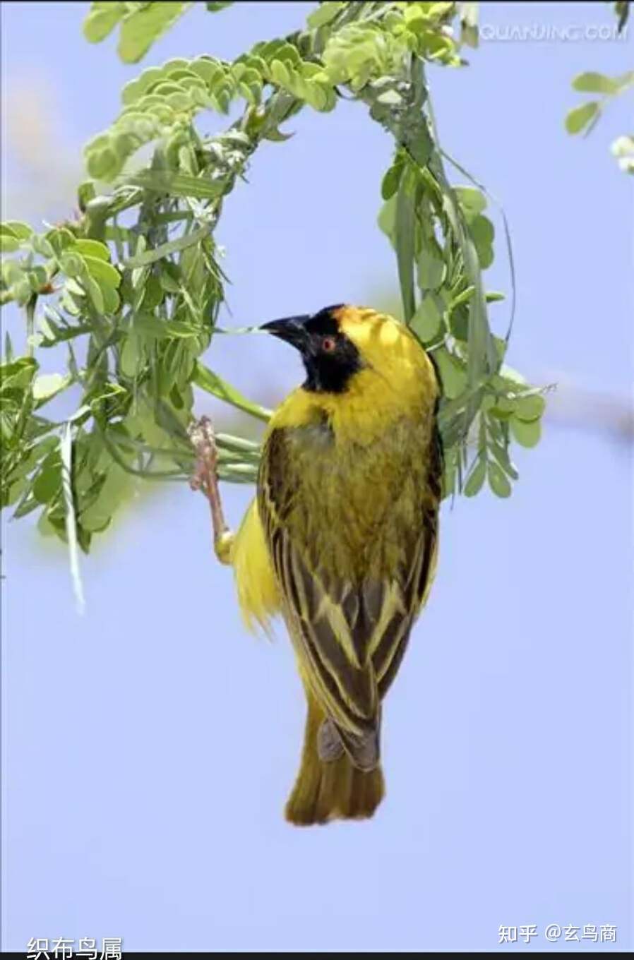 山海经2012白话全译彩图版pdf,山海经海外西经是指哪里