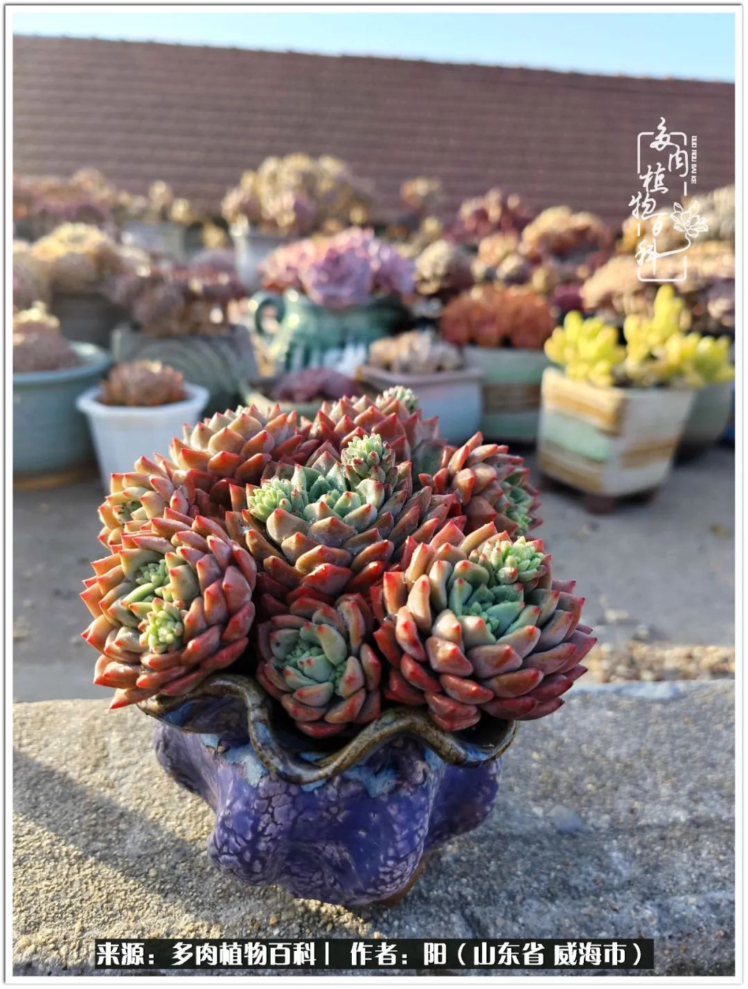 浜洪棿鐑熺伀鑷湁涓囧崈棰滆壊,浜洪棿鐑熺伀鐨嗘槸骞冲嚒棰滆壊