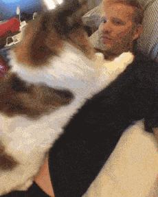 缅因猫猫咪科普,缅因猫知识讲解掉毛吗