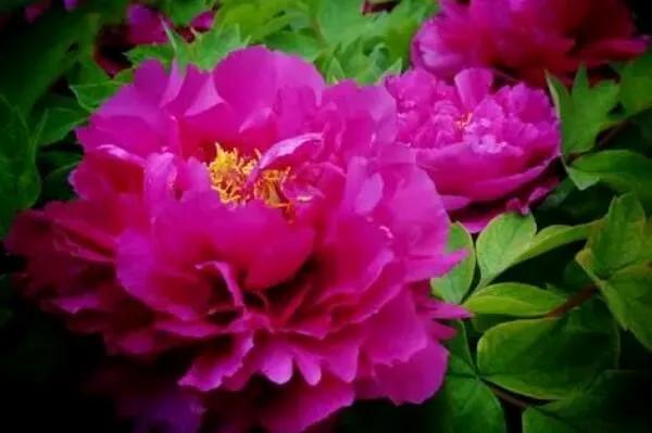 牡丹花国花的寓意,中国的国花是牡丹吗