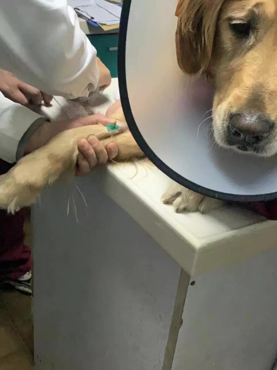 金毛生病不爱吃饭怎么办,金毛生病好转怎么吃食