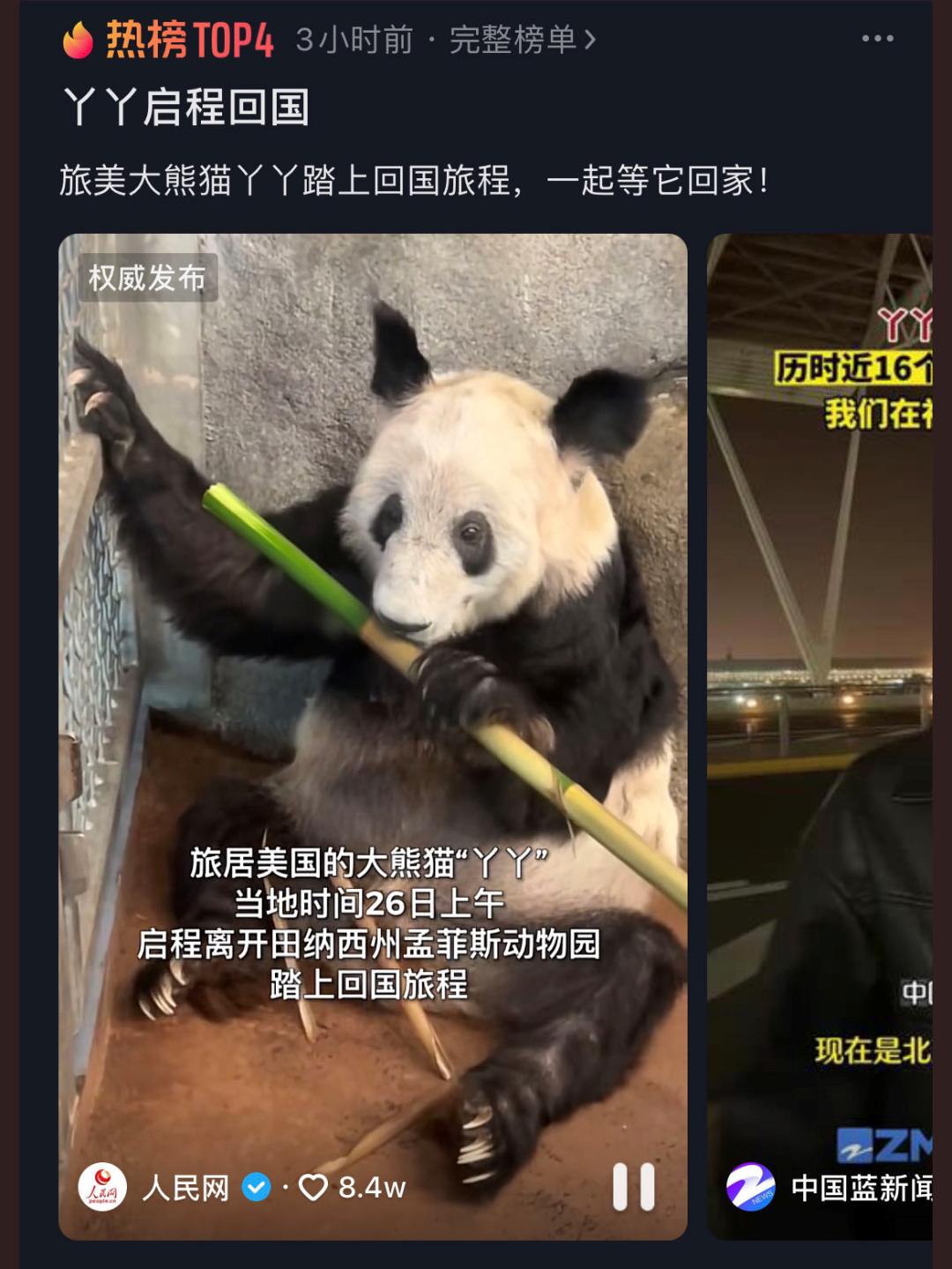 熊猫母子分开后再次相见,熊猫至死不渝的爱情