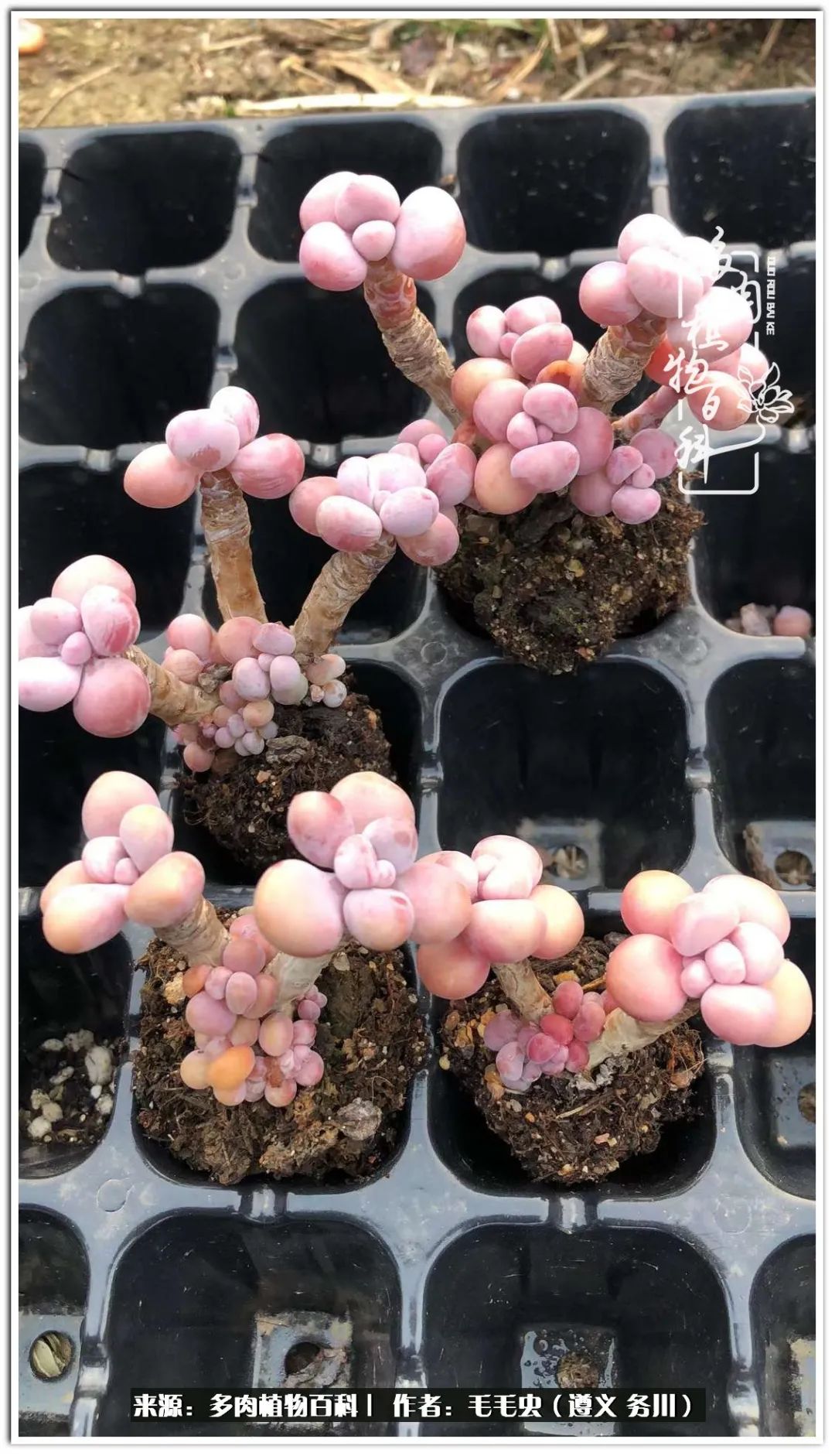 多肉可抵岁月,多肉之花语