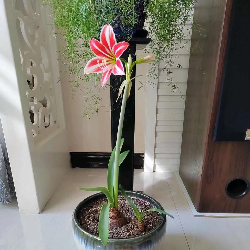 过期药片浇花的正确方法,过期药片是养花宝贝肥效强10倍