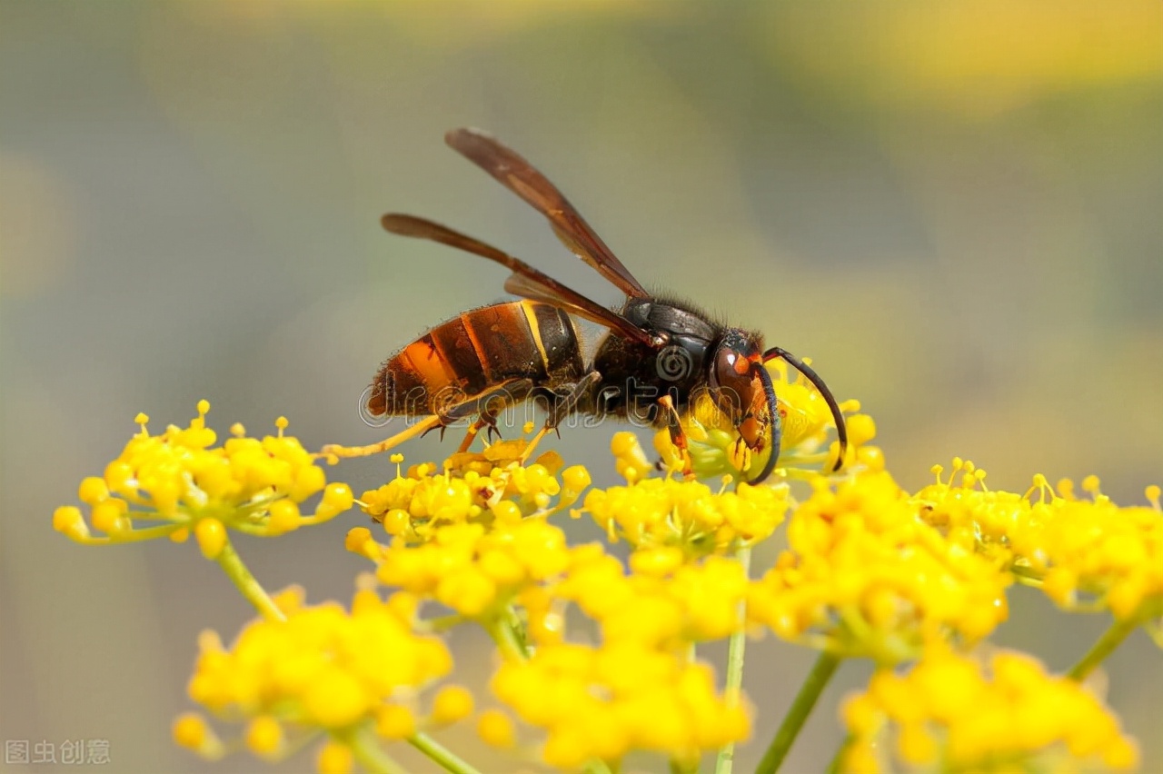 吃了三十年面食突然小麦过敏,一直吃面食检测小麦过敏