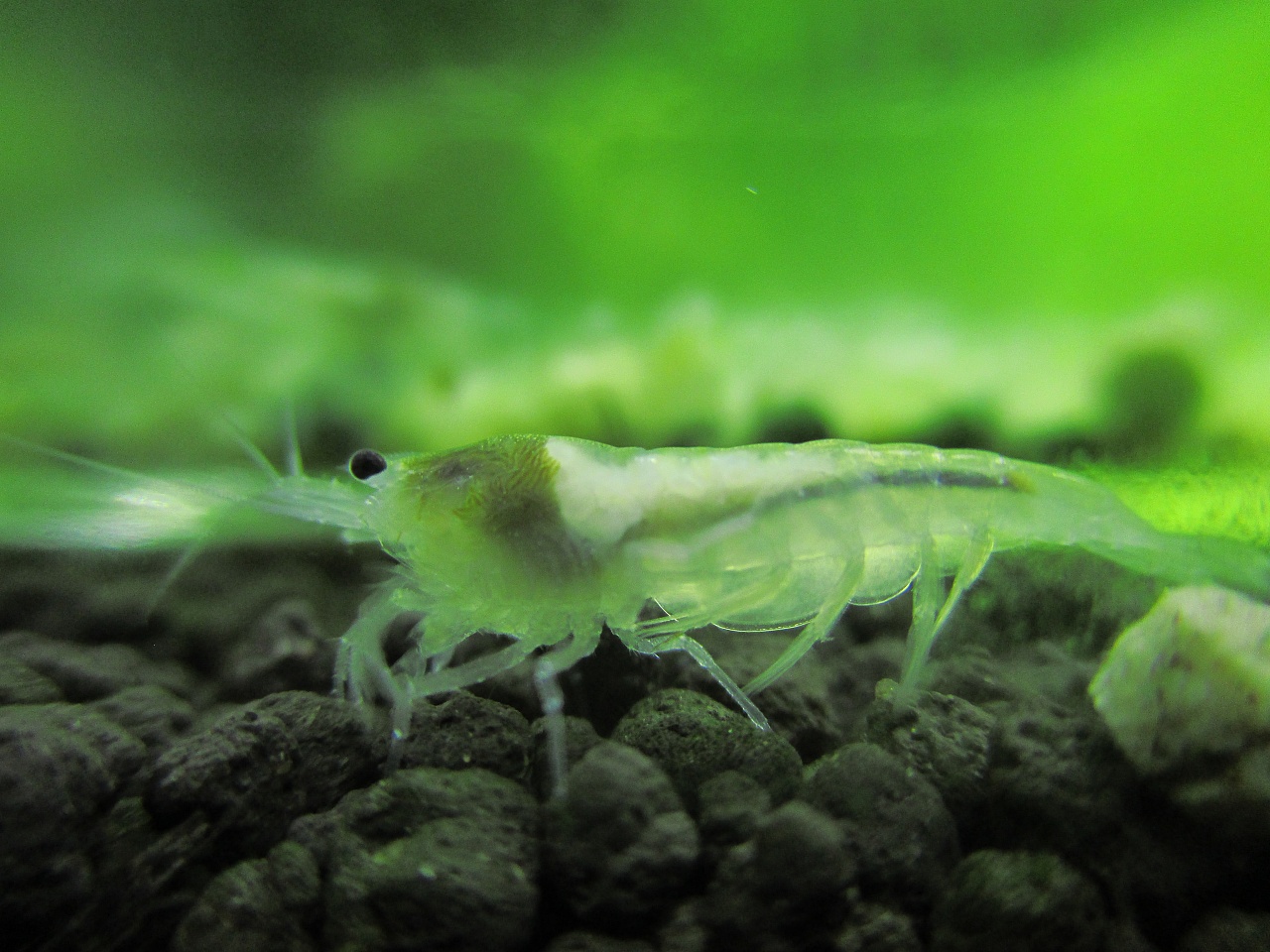 常见的宠物虾,哪种宠物虾比较好养