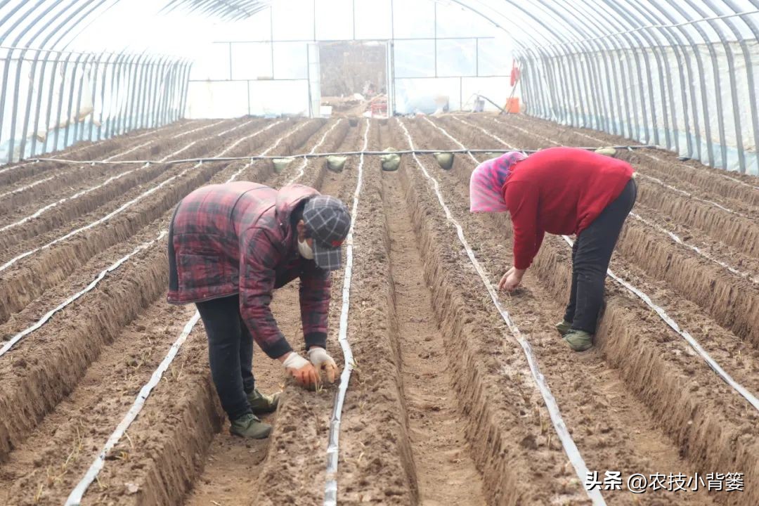 草莓的种植方法不用营养土种草莓,种草莓如果草莓苗有根如何种植