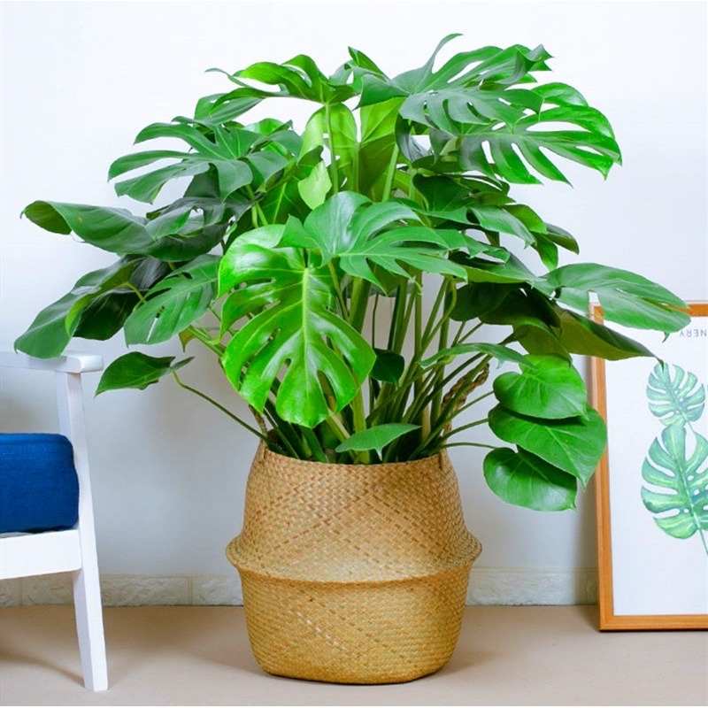 新房装修适合摆放的花,装修完室内放什么花净化空气