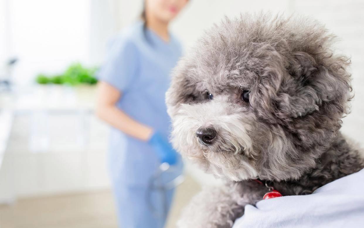 泰迪牙齿都坏了太臭了怎么办,泰迪牙齿黄很臭怎么办