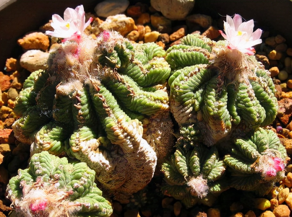 龟甲牡丹多肉植物大全,龟甲牡丹仙人球品种