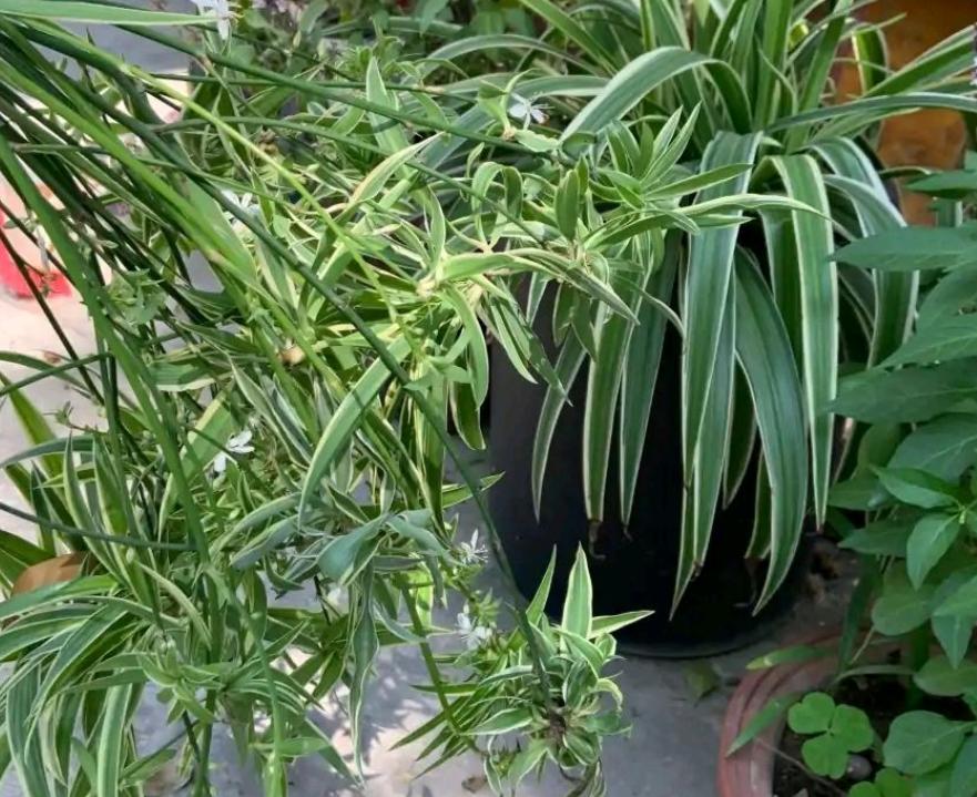 金边吊兰怎样养才能爆盆儿,怎么让金边吊兰快速长出小吊兰