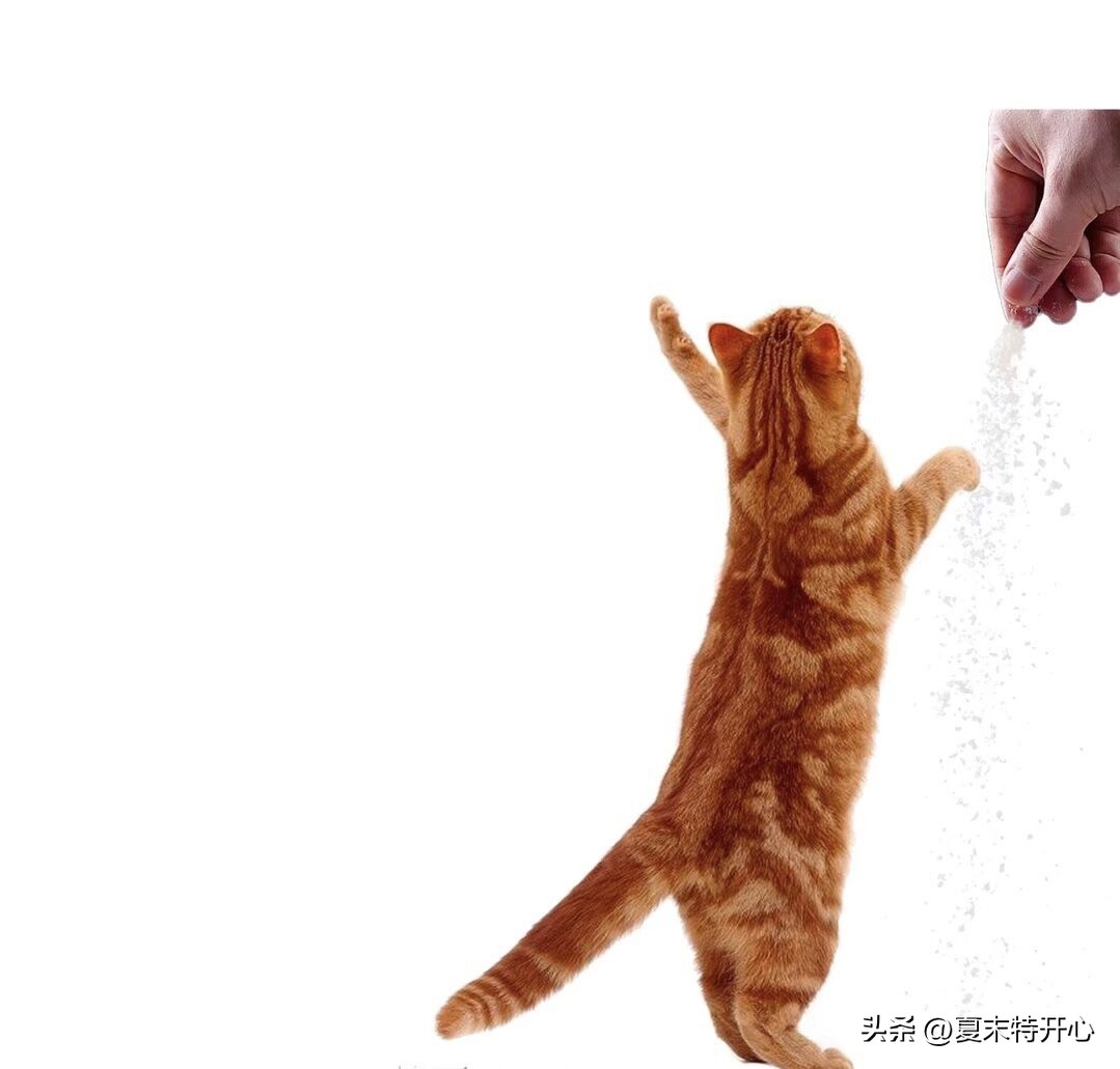 抖音笑话视频大全爆笑,笑话段子爆笑大全视频