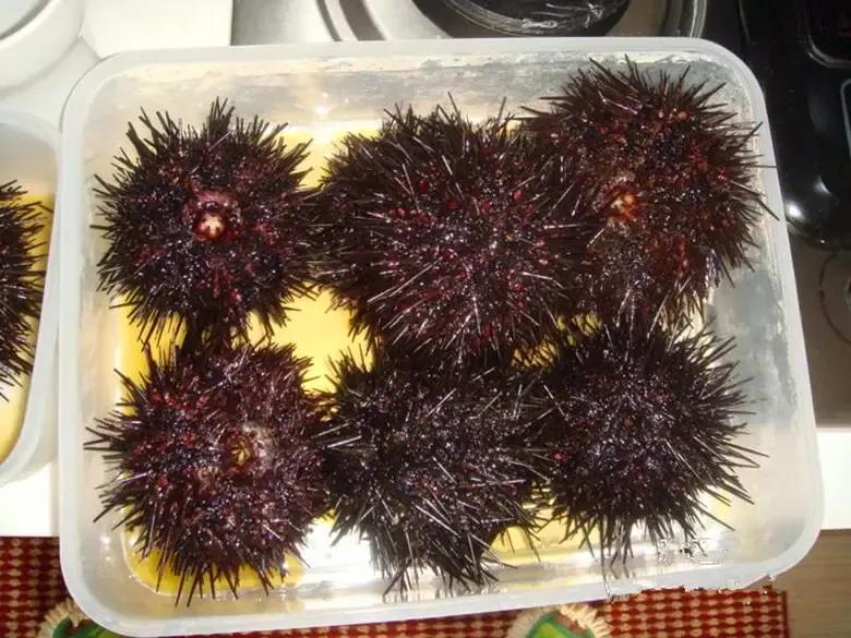 海鲜种类排名前十有哪些,十种海鲜排行榜最新