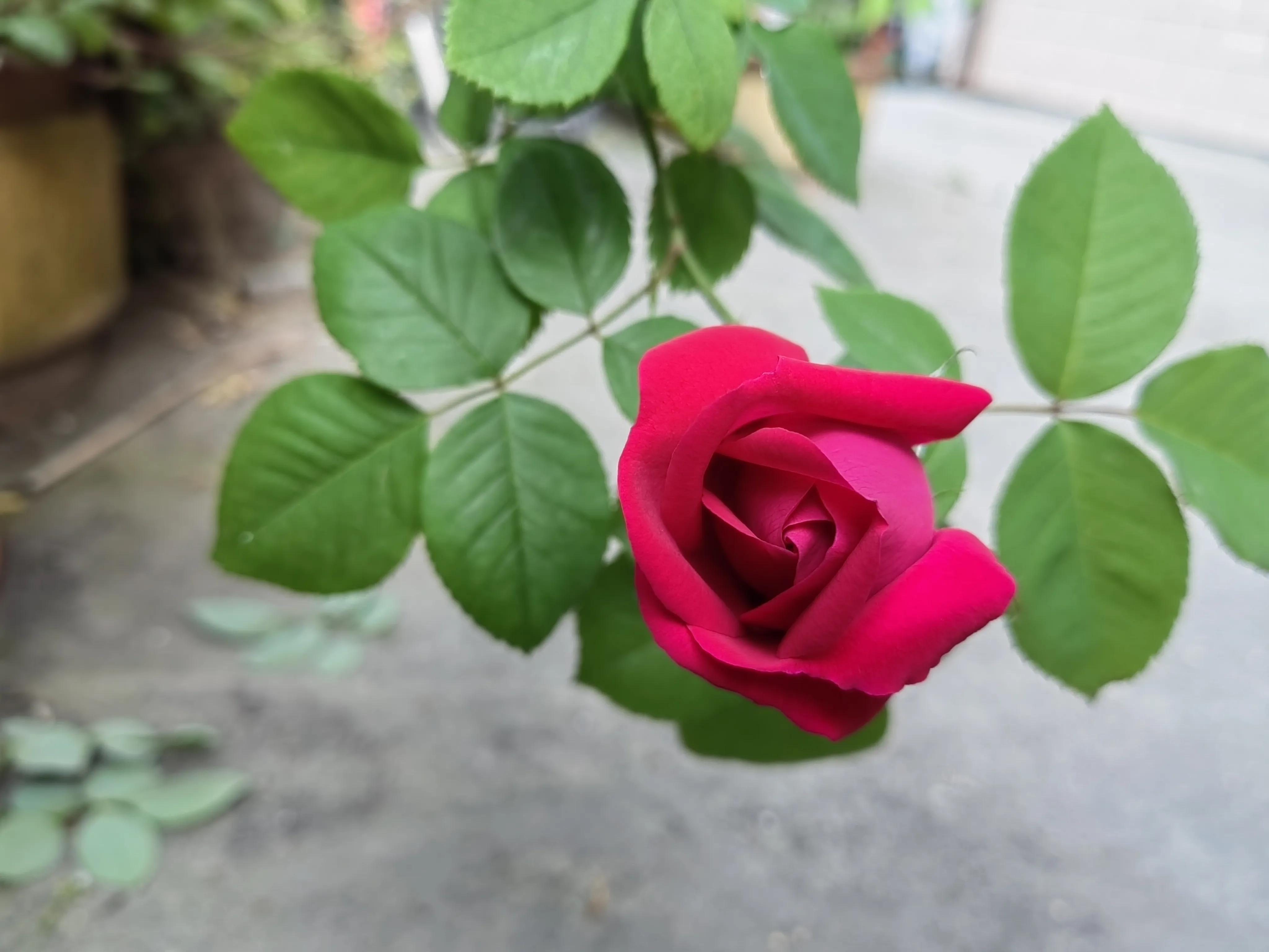 三十而立四十不惑50知天命60是啥,三十而立四十不惑后面是怎么说的