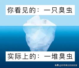 床上小颗粒是什么虫卵,墙上有虫卵很小颗粒