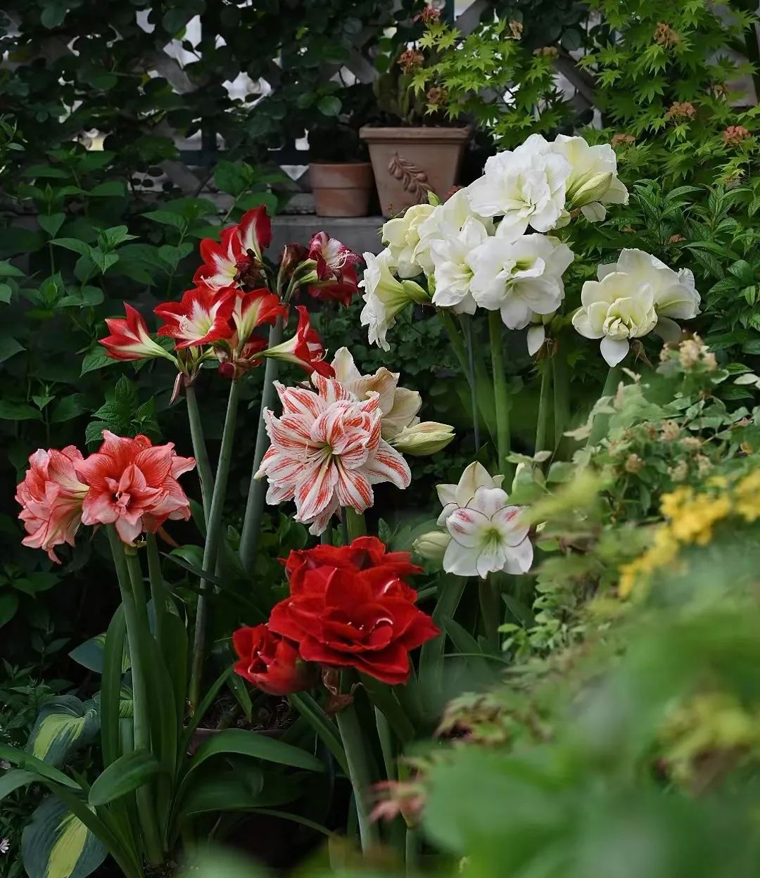 朱顶红花后如何修剪,朱顶红花换盆怎么管理