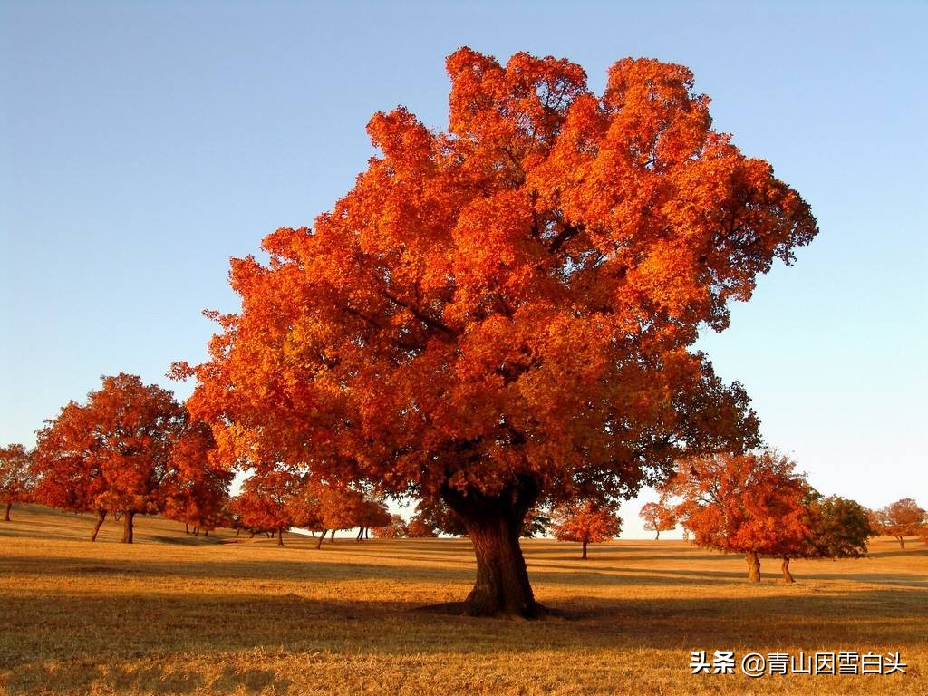 秋枫八角枫,八角枫与秋枫