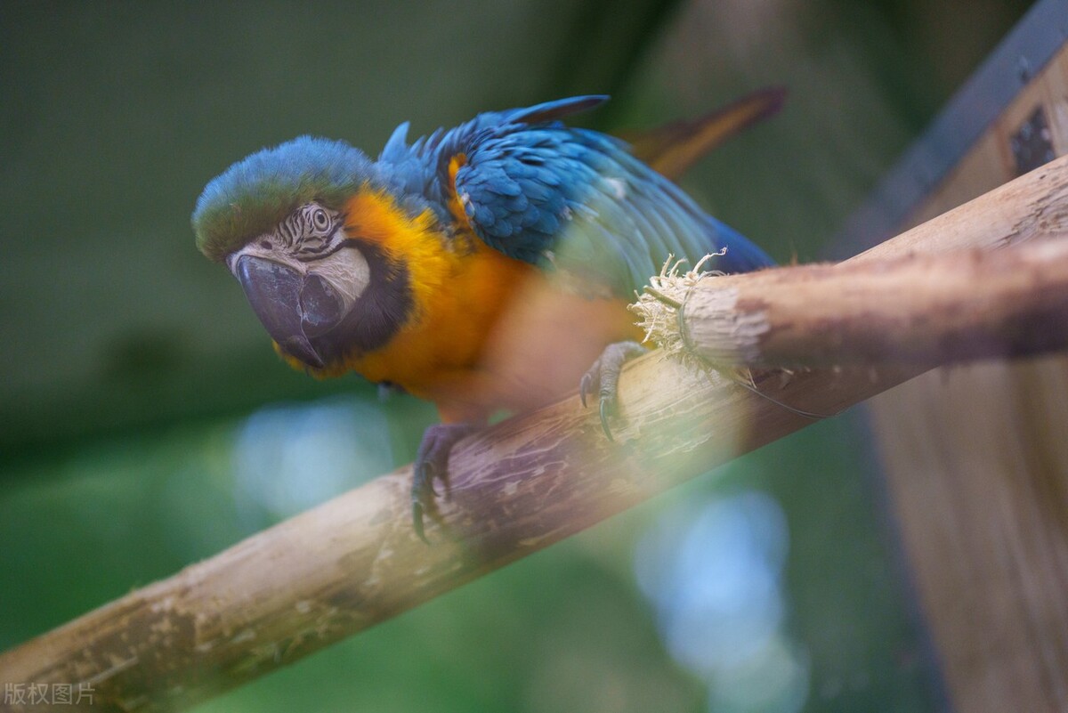 玄凤鹦鹉雏鸟几天睁眼睛,牡丹鹦鹉睡觉眼睛一睁一闭