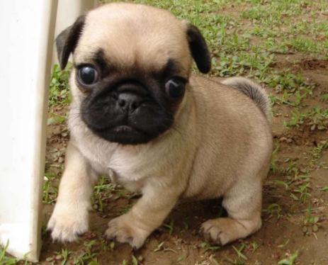 巴哥犬生病又吐又拉总甩头,巴哥犬吐泡沫是怎么回事