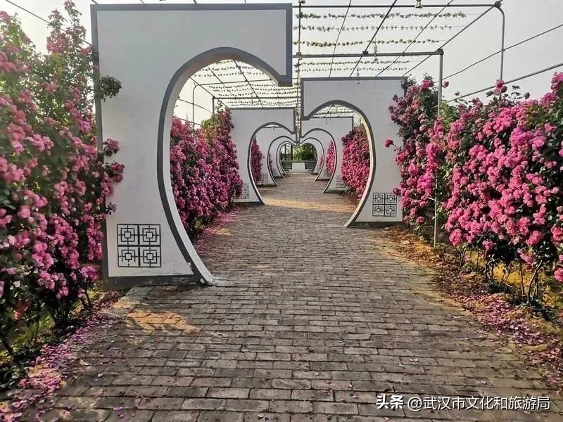 花朝河湾旅游景区本地人要门票吗,潘塘罗杨村花朝河湾景区最新消息