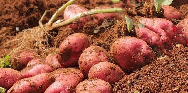 家乡的土豆真好吃,哪个地方的土豆最好吃最有营养