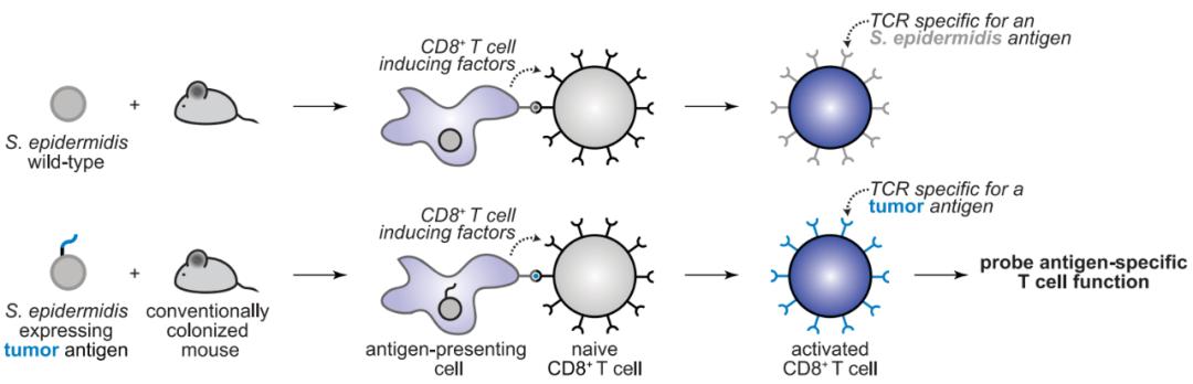 癌症免疫疗法pd-1,pd-1抑制剂治疗癌症