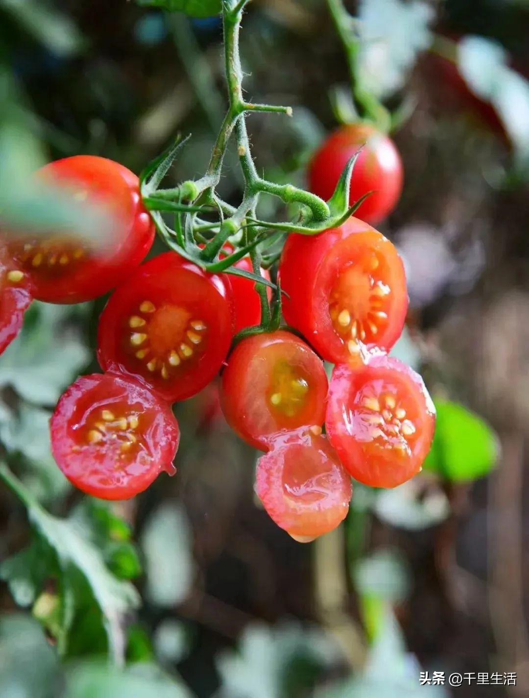 海南千禧樱桃圣女果,新鲜樱桃圣女果