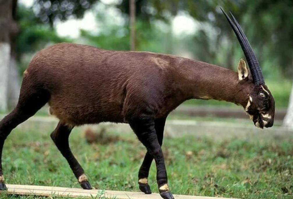 世界上最罕见的麒麟,最稀有的麒麟是谁